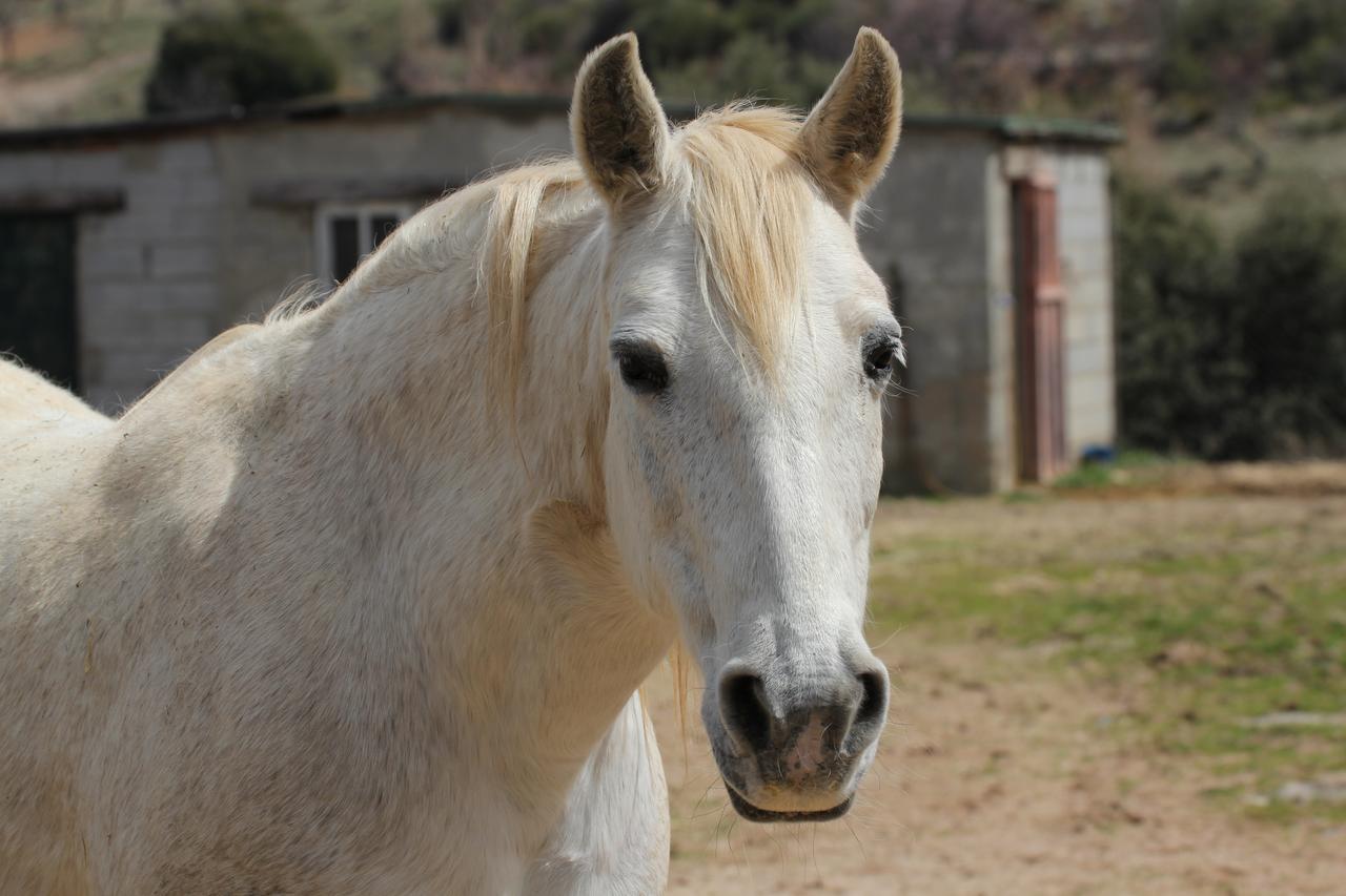 Hotel Rural Fuente La Teja Guejar-Sierra Εξωτερικό φωτογραφία